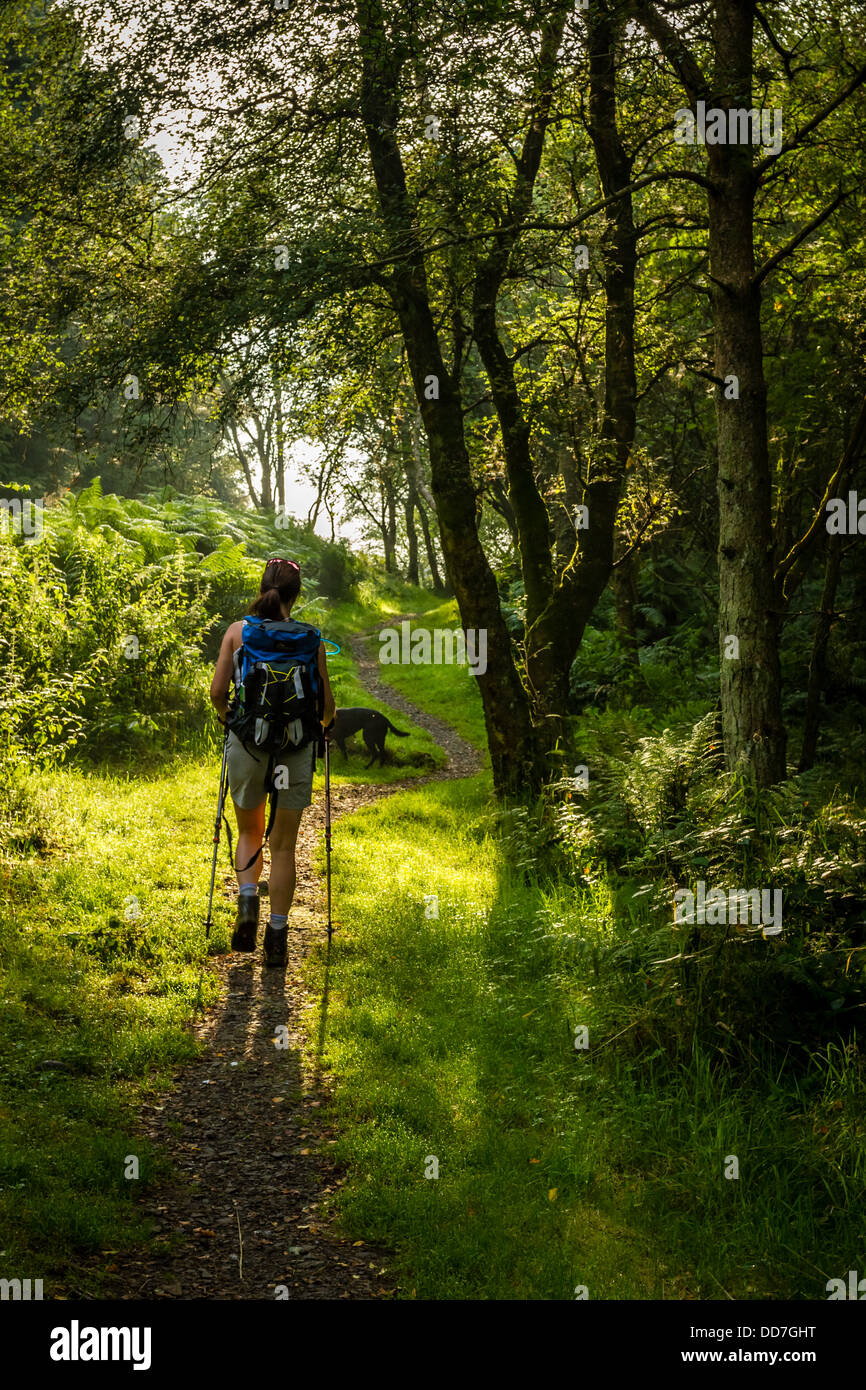 Il camminatore femmina godendo di mattina presto la luce del sole attraverso un tratto boscoso di Vallo di Adriano Foto Stock