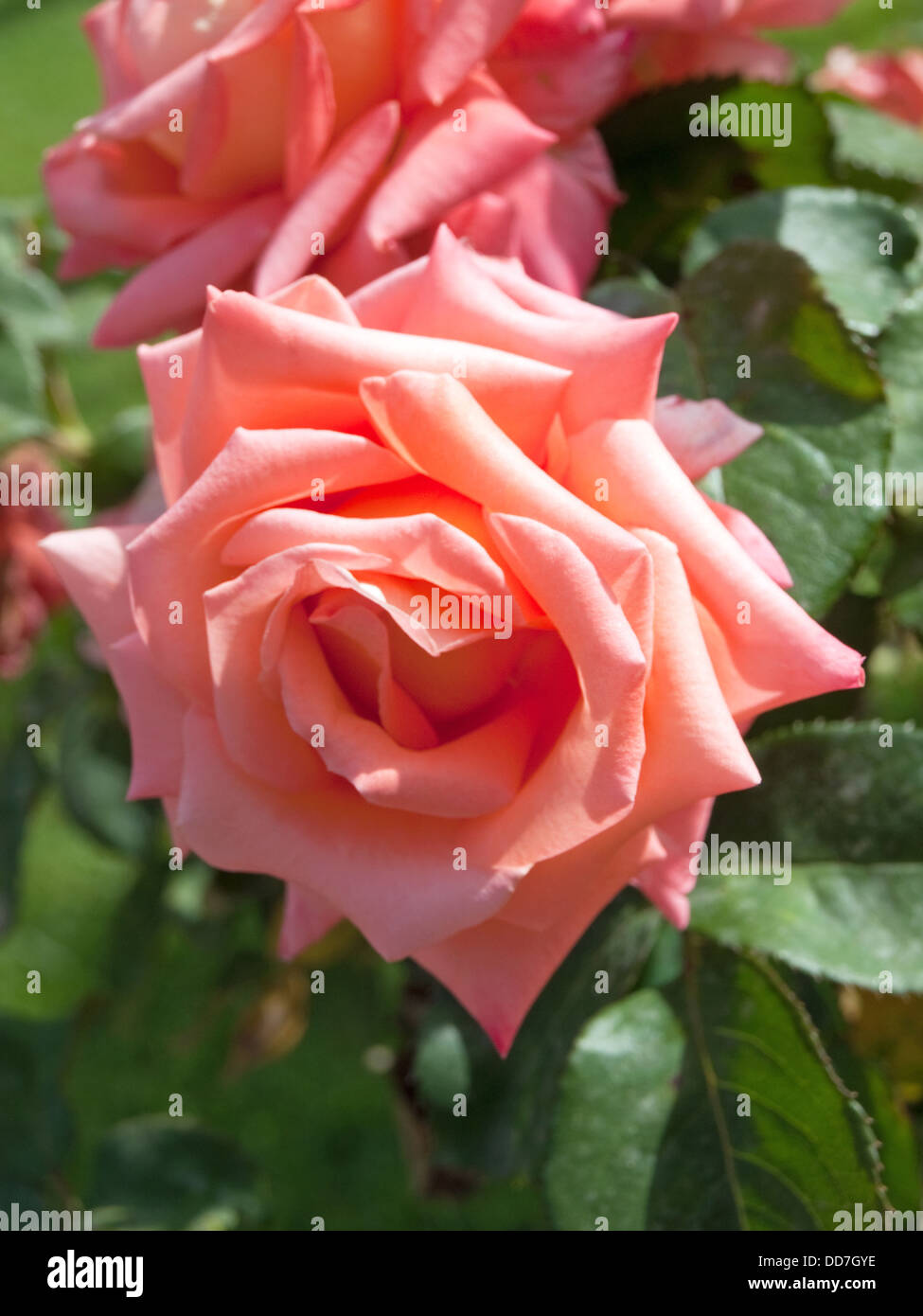 Rose in un giardino Foto Stock