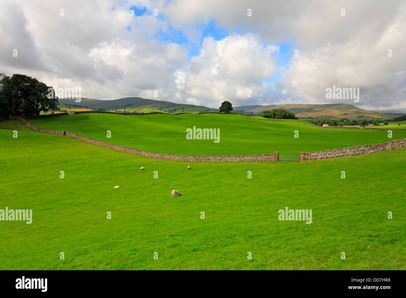 I campi verso Dodd cadde e Widdale è sceso vicino Hawes in Wensleydale, North Yorkshire, Yorkshire Dales National Park, Inghilterra, Regno Unito. Foto Stock
