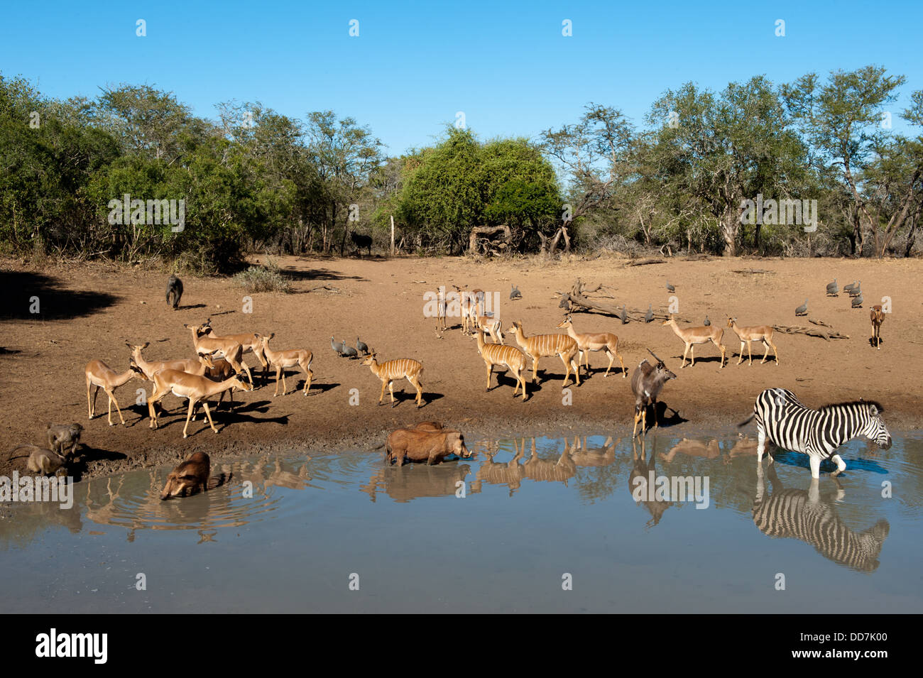 Gli animali provenienti da bere a un waterhole nella stagione secca, Mkhuze Game Reserve, iSimangaliso Wetland Park, Sud Africa Foto Stock