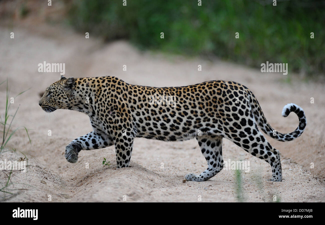 Femmina a piedi di Leopard in un fiume di sabbia, profilo a luce del giorno Foto Stock