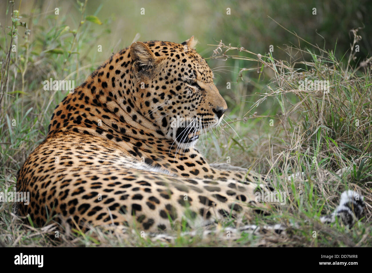 Maschio di leopard giacente in erba, la luce diurna Foto Stock