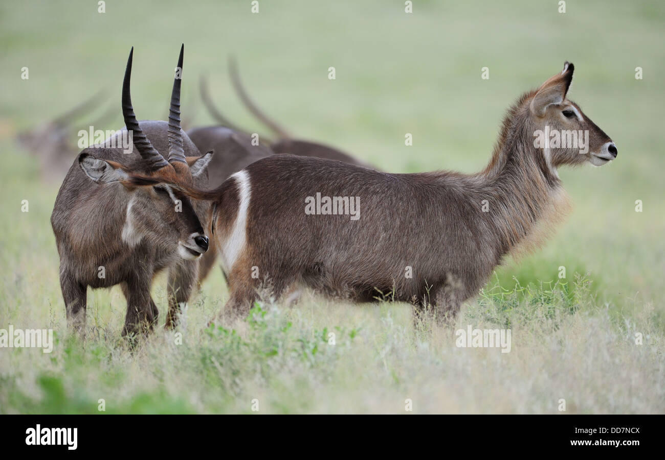 Maschio e femmina waterbuck in piedi in campo aperto Foto Stock