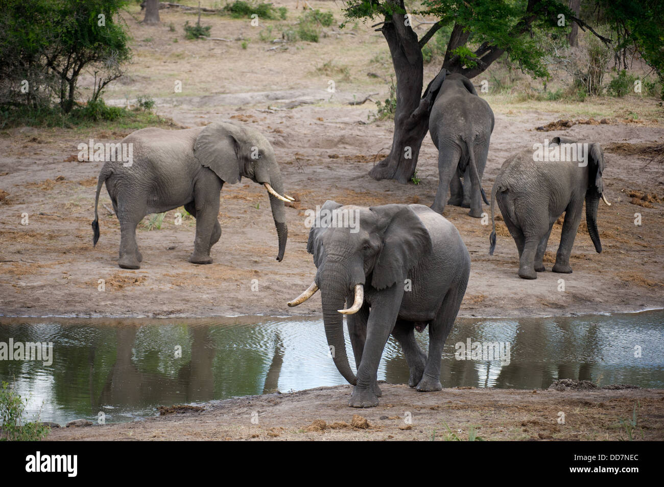 Elefante africano (Loxodonta africana africana) a waterhole, Tembe Elephant Park, Sud Africa Foto Stock