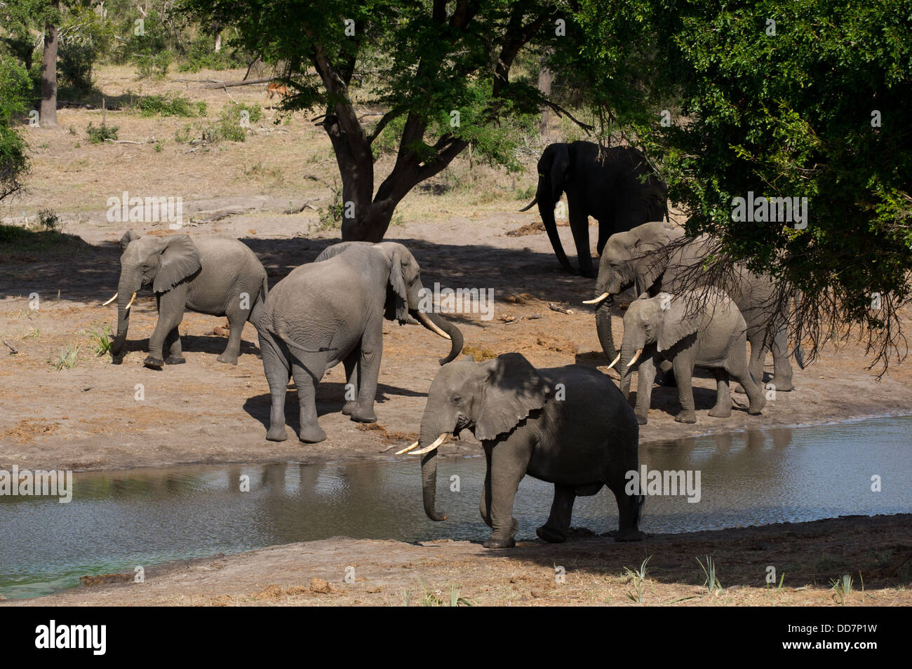 Giovani elefanti africani a waterhole ( Loxodonta africana africana), Tembe Elephant Park, Sud Africa Foto Stock