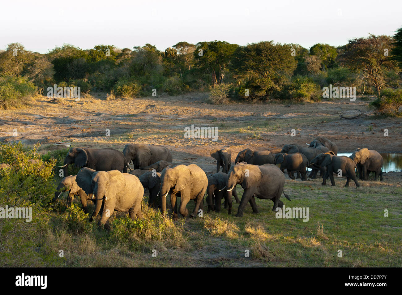 Branco di elefanti africani a waterhole ( Loxodonta africana africana), Tembe Elephant Park, Sud Africa Foto Stock