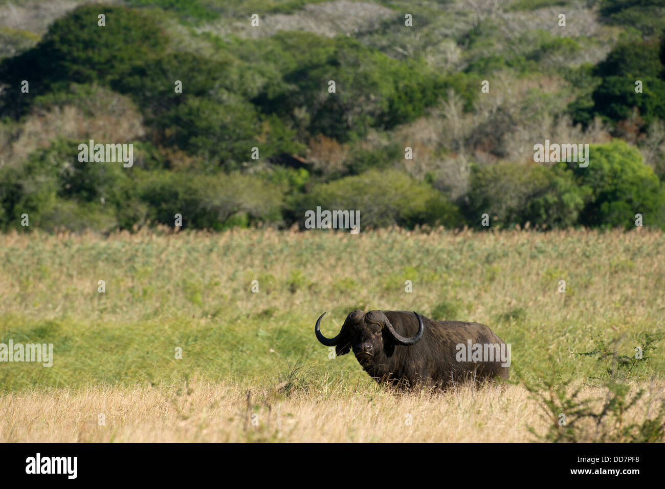 Buffalo bull (Syncerus caffer caffer), Tembe Elephant Park, Sud Africa Foto Stock