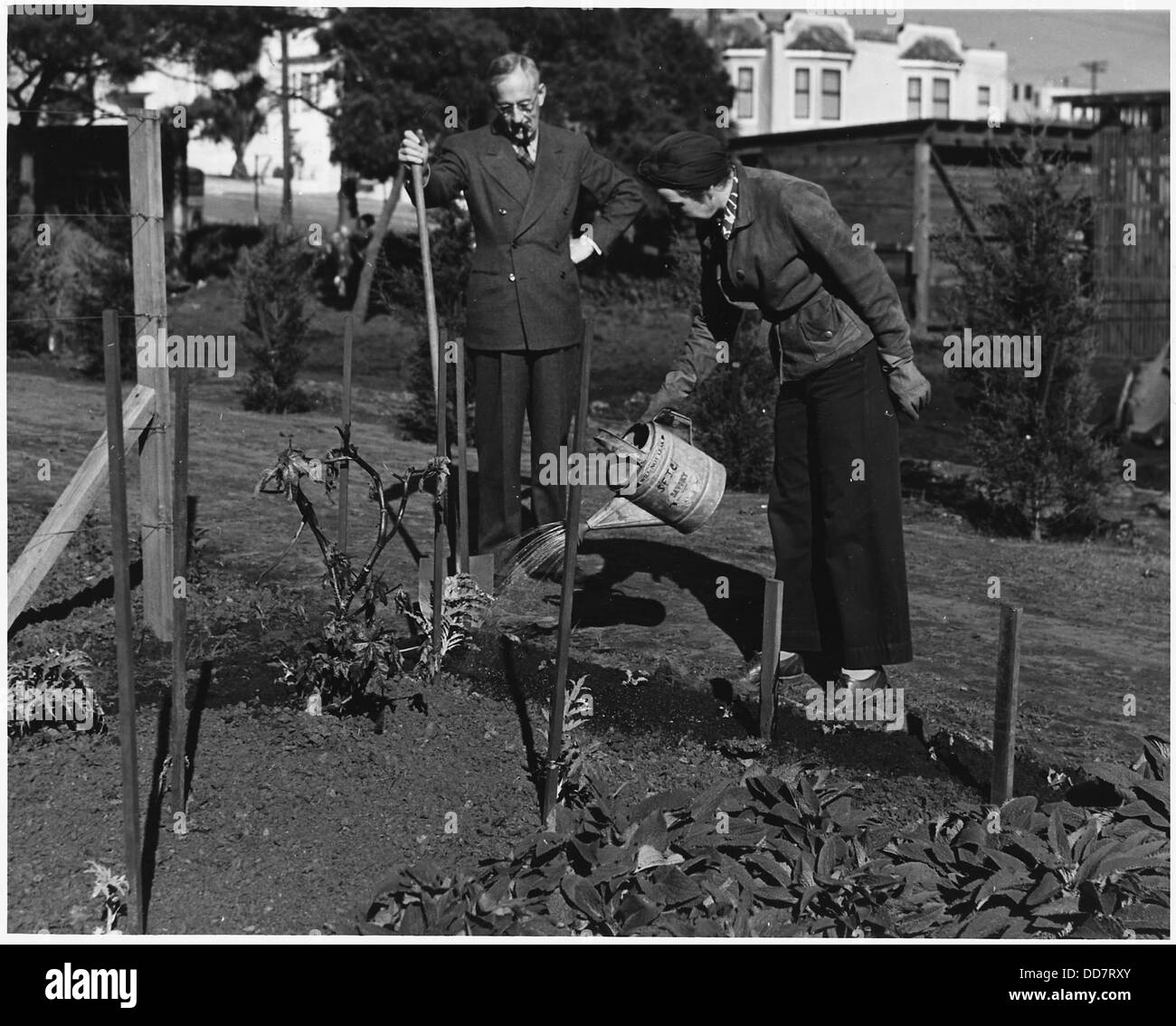 Irrigazione frequenti della vittoria Garden è necessario durante le prime fasi di crescita. - - 196478 Foto Stock