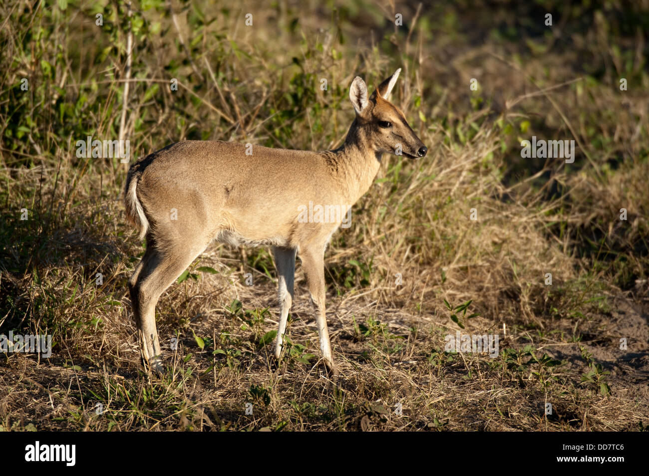 Cefalofo comune, Sylvicapra grimmia, Tembe Elephant Park, Sud Africa Foto Stock