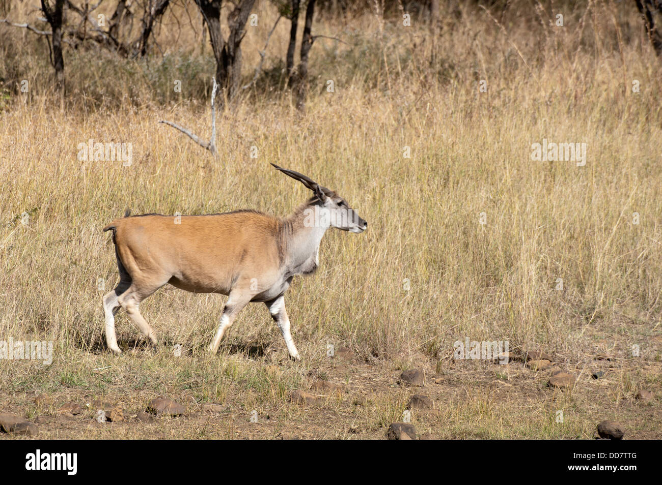 Eland comune (Tragelaphus oryx), Weenen Game Reserve, Sud Africa Foto Stock