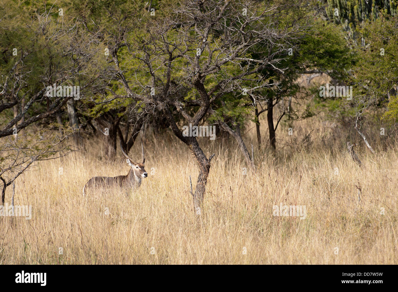 Comune (waterbuck Kobus ellipsiprymnus ellipsiprymnus), Weenen Game Reserve, Sud Africa Foto Stock