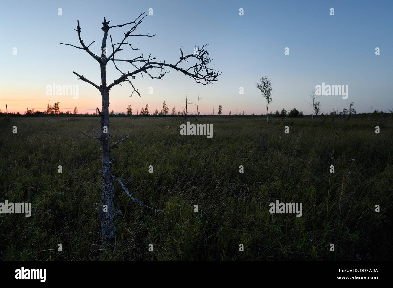 Tuhu bog sotto il cielo notturno sapless albero in primo piano, Western Estonia Paesi Baltici Europa UE Foto Stock