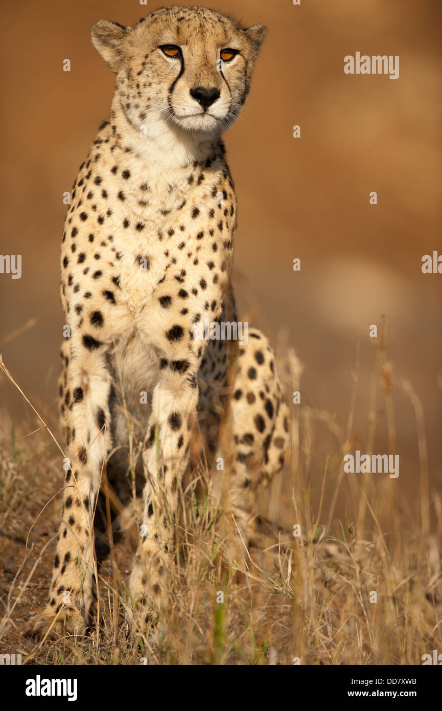 Ghepardo (Acinonyx jubatus), Zulu Nyala Game Reserve, Sud Africa Foto Stock