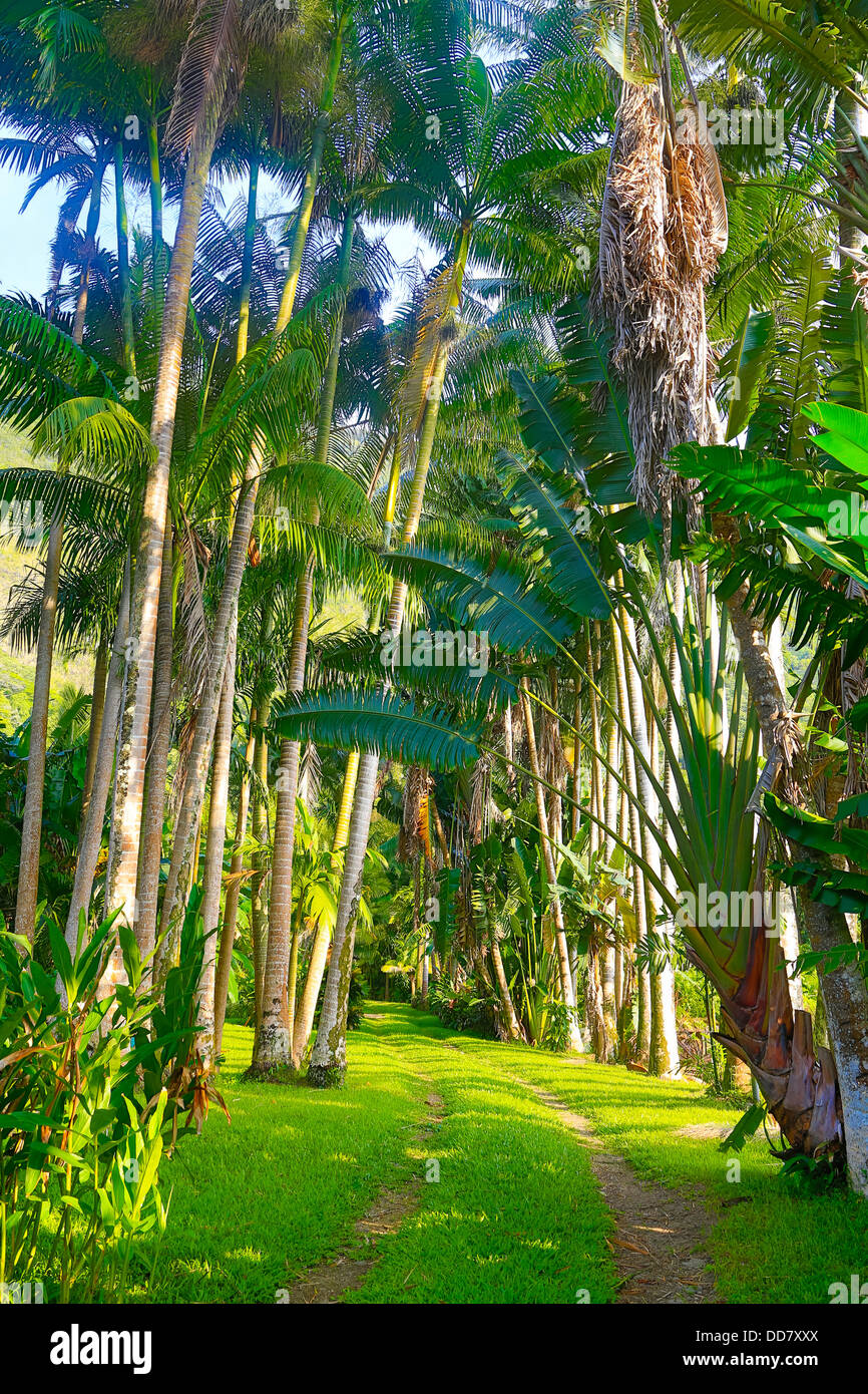 Giardino botanico, Waipio Valley, Big Island delle Hawaii Foto Stock
