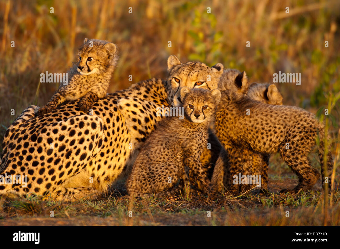 Cheetah con cuccioli (Acinonyx jubatus), Zulu Nyala Game Reserve, Sud Africa Foto Stock