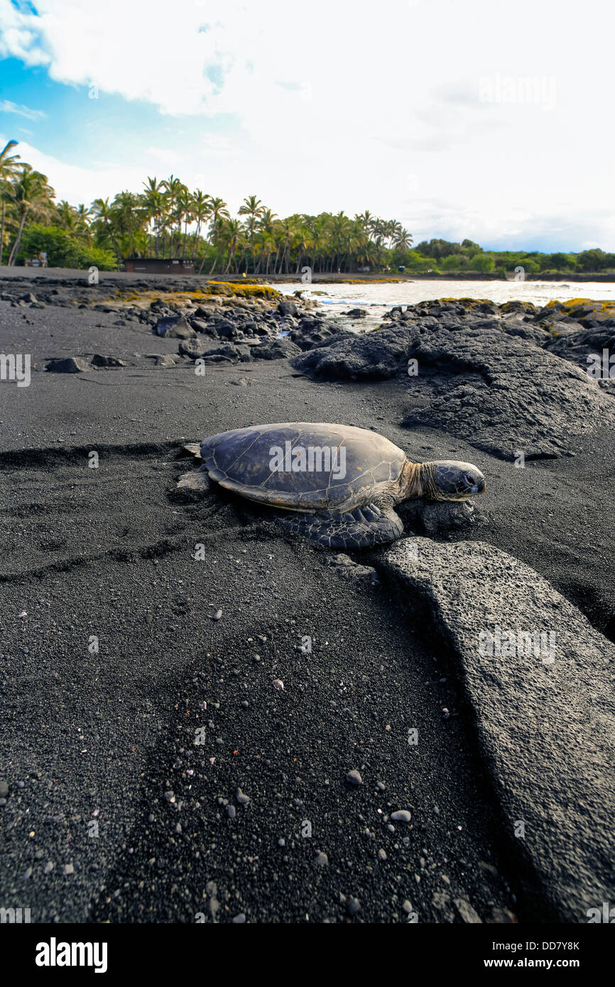 Hawksbill Tartarughe Marine, Punaluu spiaggia di sabbia nera, isola di Hawaii Foto Stock