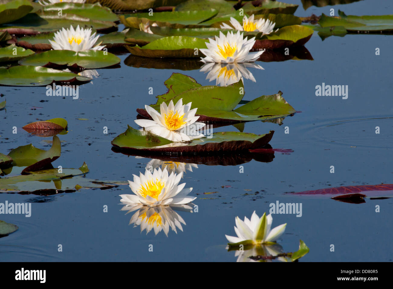 Fragranti Ninfea Bianca (Nymphaea odorata) su Caddo Lake, Texas. Foto Stock