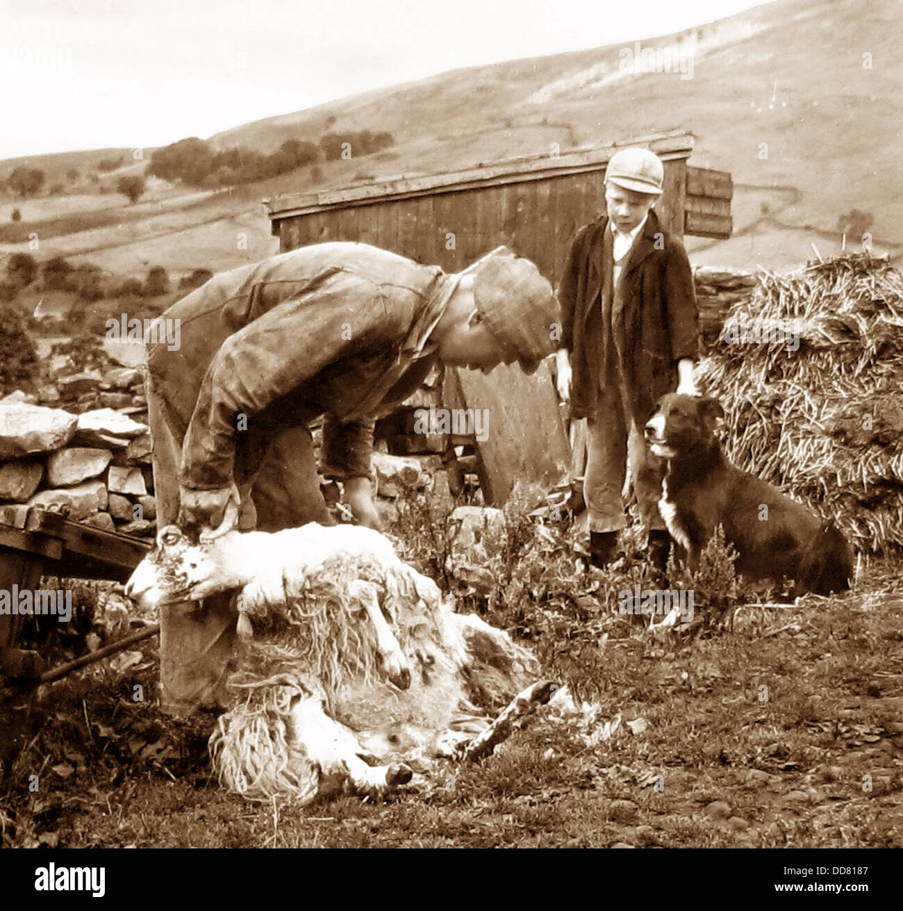 Swaledale agricoltore la tosatura delle pecore 1940s Foto Stock