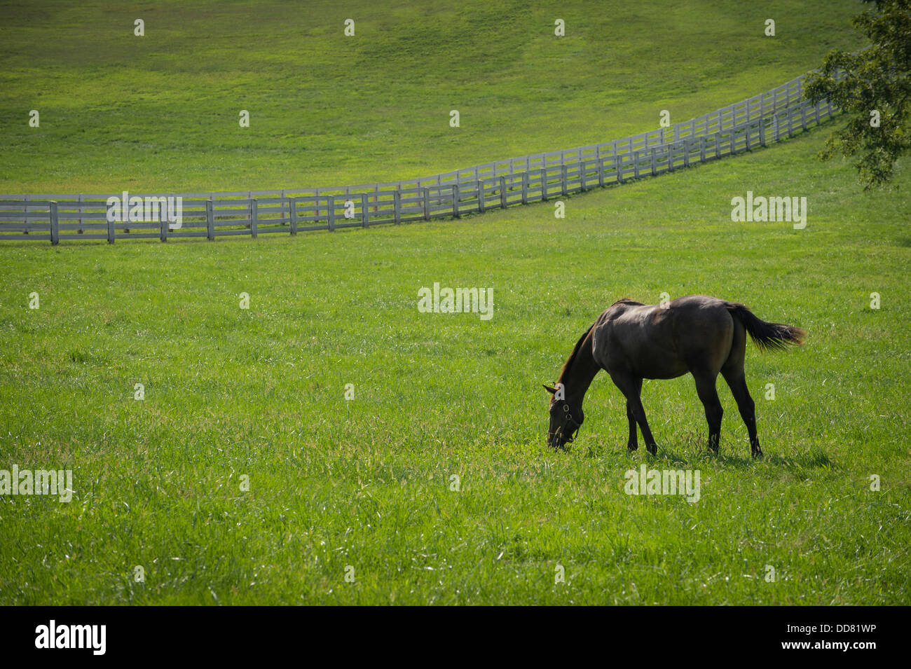Cavallo al pascolo in campo bianco con spintore a Lexington, Kentucky, Stati Uniti d'America Foto Stock