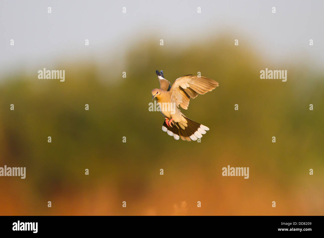 Bianco-winged Colomba (Zenaida asiatica) lo sbarco, Texas, Stati Uniti d'America. Foto Stock