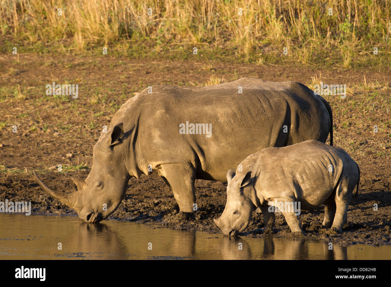 Rinoceronte bianco con vitello a bere un waterhole (Ceratotherium simum), Zulu Nyala Game Reserve, Sud Africa Foto Stock