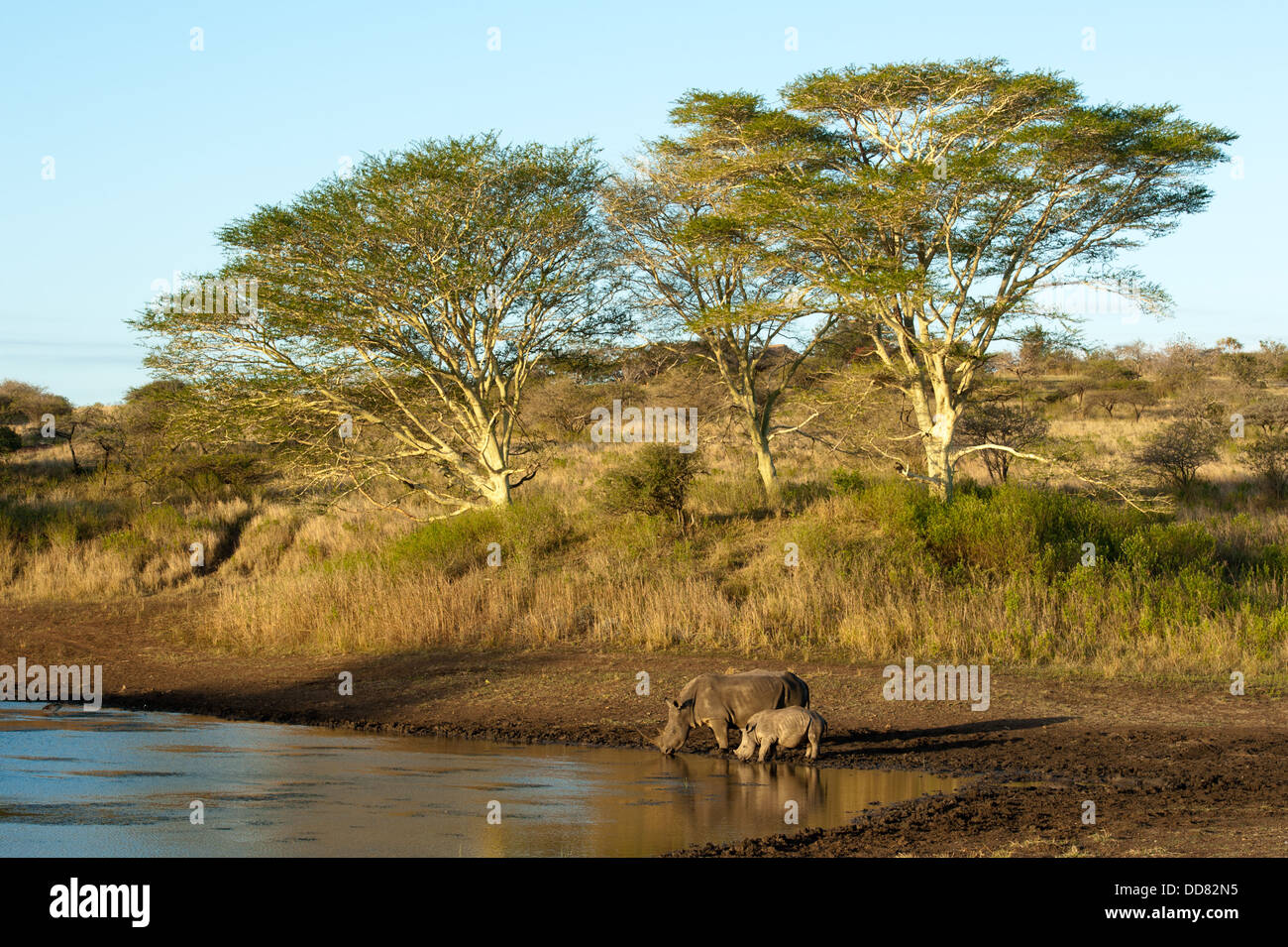 Rinoceronte bianco con vitello a bere un waterhole (Ceratotherium simum), Zulu Nyala Game Reserve, Sud Africa Foto Stock