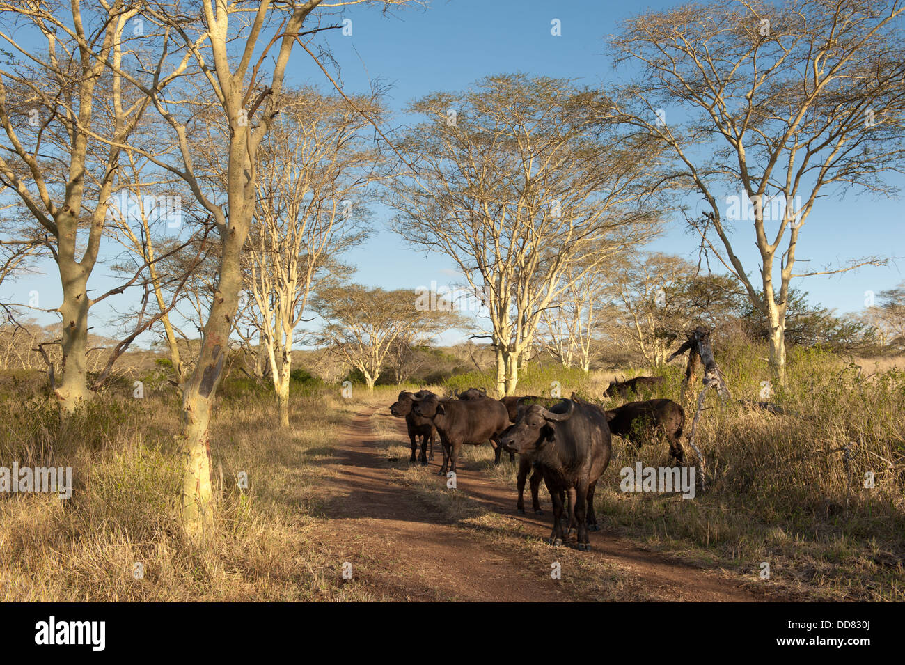 Buffalo (Syncerus caffer caffer) tra la febbre gialla alberi, Zulu Nyala Game Reserve, Sud Africa Foto Stock