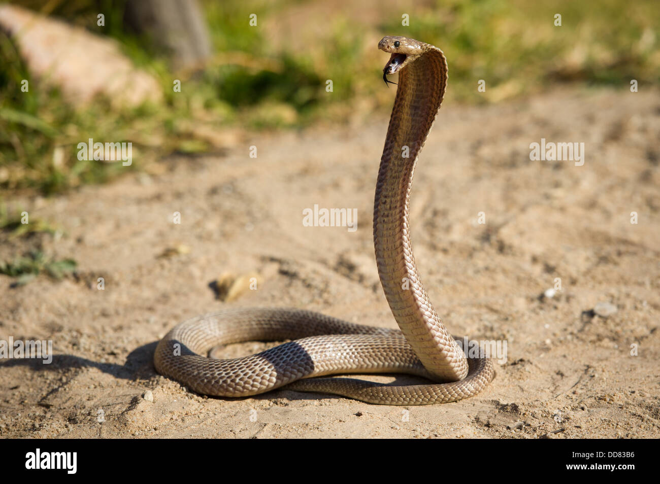 Cape cobra, Naja nivea, Sud Africa Foto Stock