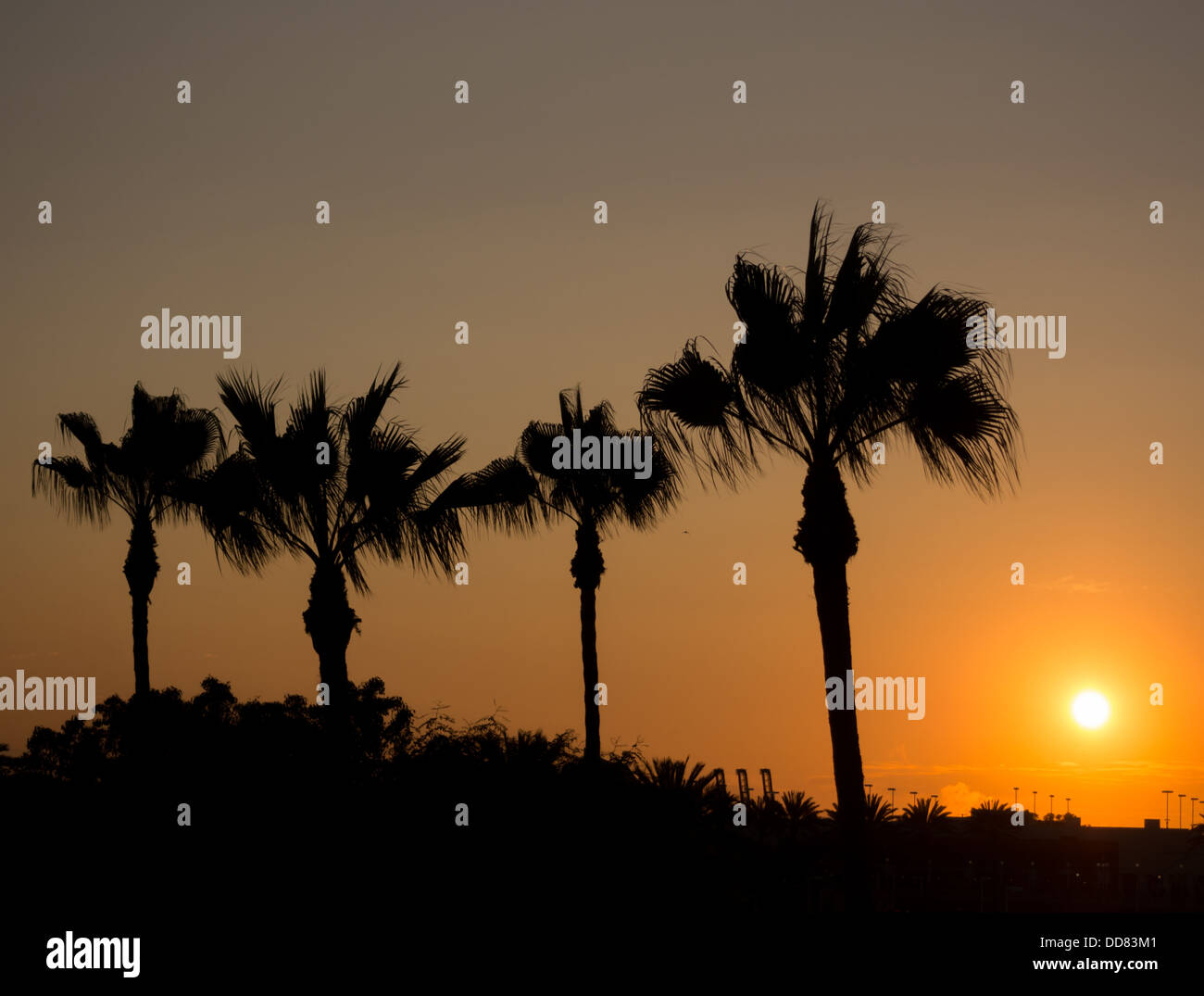 Alberi di palma e il tramonto in California Foto Stock