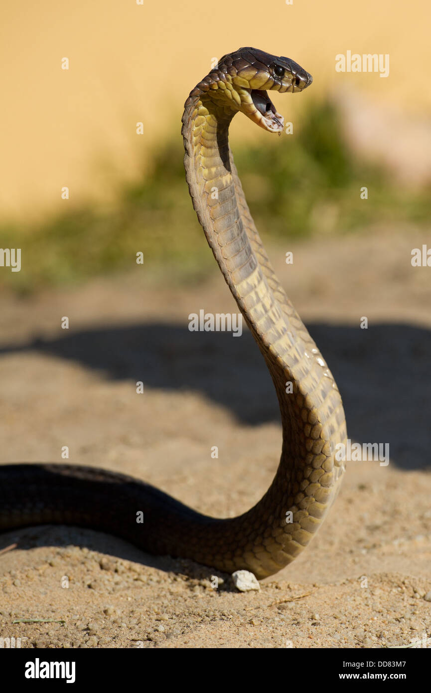 Snouted cobra, Naja annulifera, Sud Africa Foto Stock