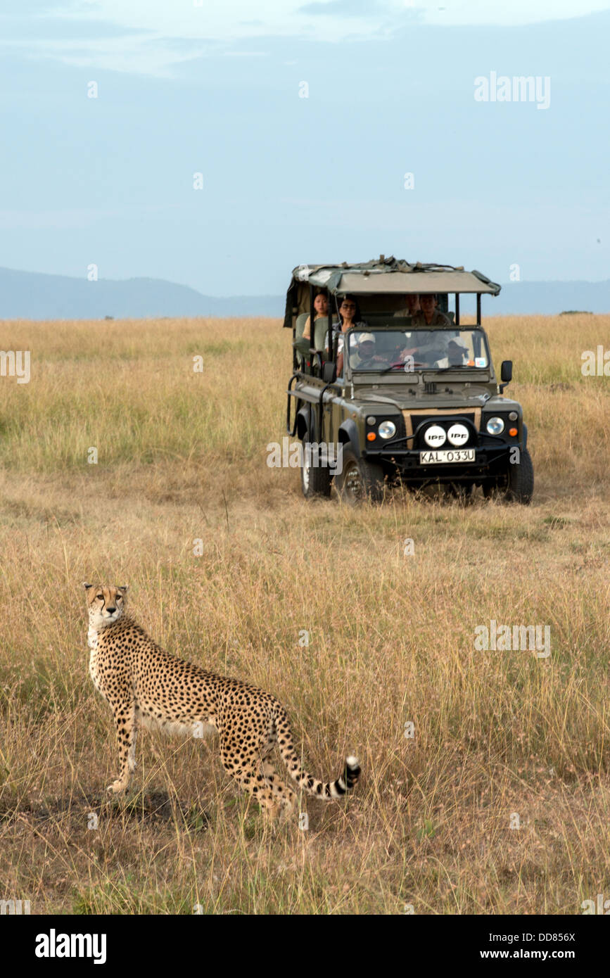 Adulto ghepardo Acinonyx jubatus e Jeep Safari Masai Mara Kenya Africa Foto Stock