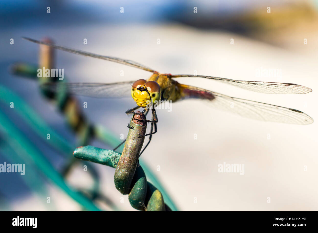 Ritratto di un Scarlet Darter (Crocothemis erythraea) Foto Stock