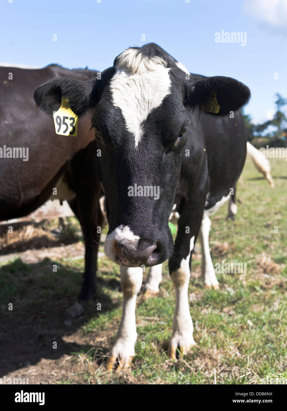 Dh TARANAKI New Zealand Dairy cow close up faccia solo testa Foto Stock Dh TARANAKI New Zealand Dairy cow close up faccia solo testa Foto Stock