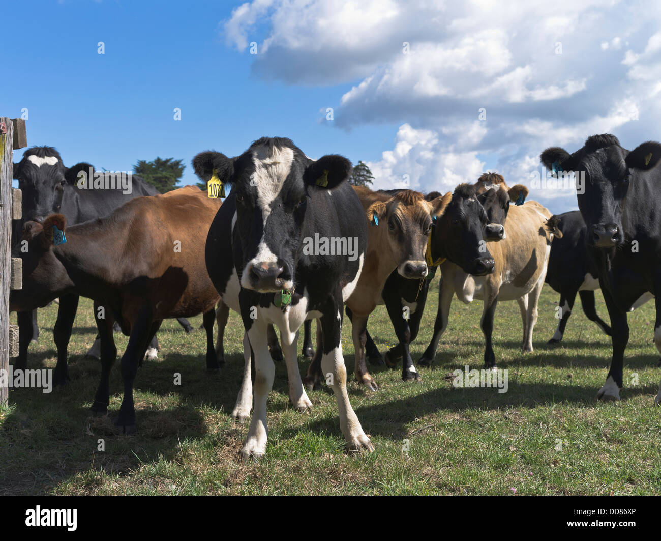 dh TARANAKI NUOVA ZELANDA mucche da latte chiudere facce animali da fattoria Foto Stock
