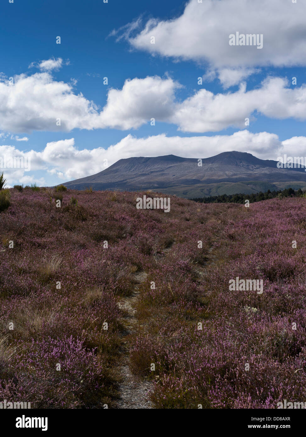 Dh del Parco nazionale di Tongariro MONTE TONGARIRO NUOVA ZELANDA Mt Tongariro percorso attraverso heather Isola del nord Altopiano Centrale mountain Foto Stock