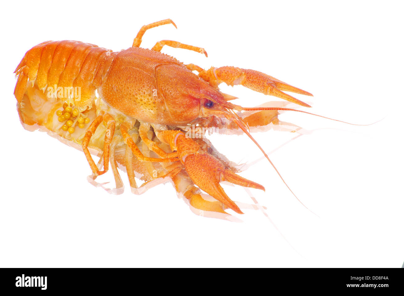 gamberi di fiume Foto Stock