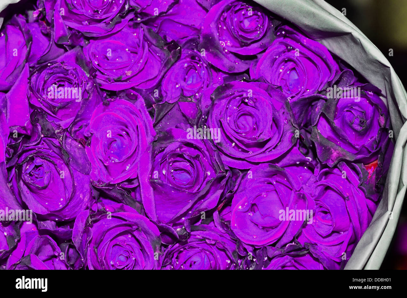 Mazzo di rose viola Foto Stock