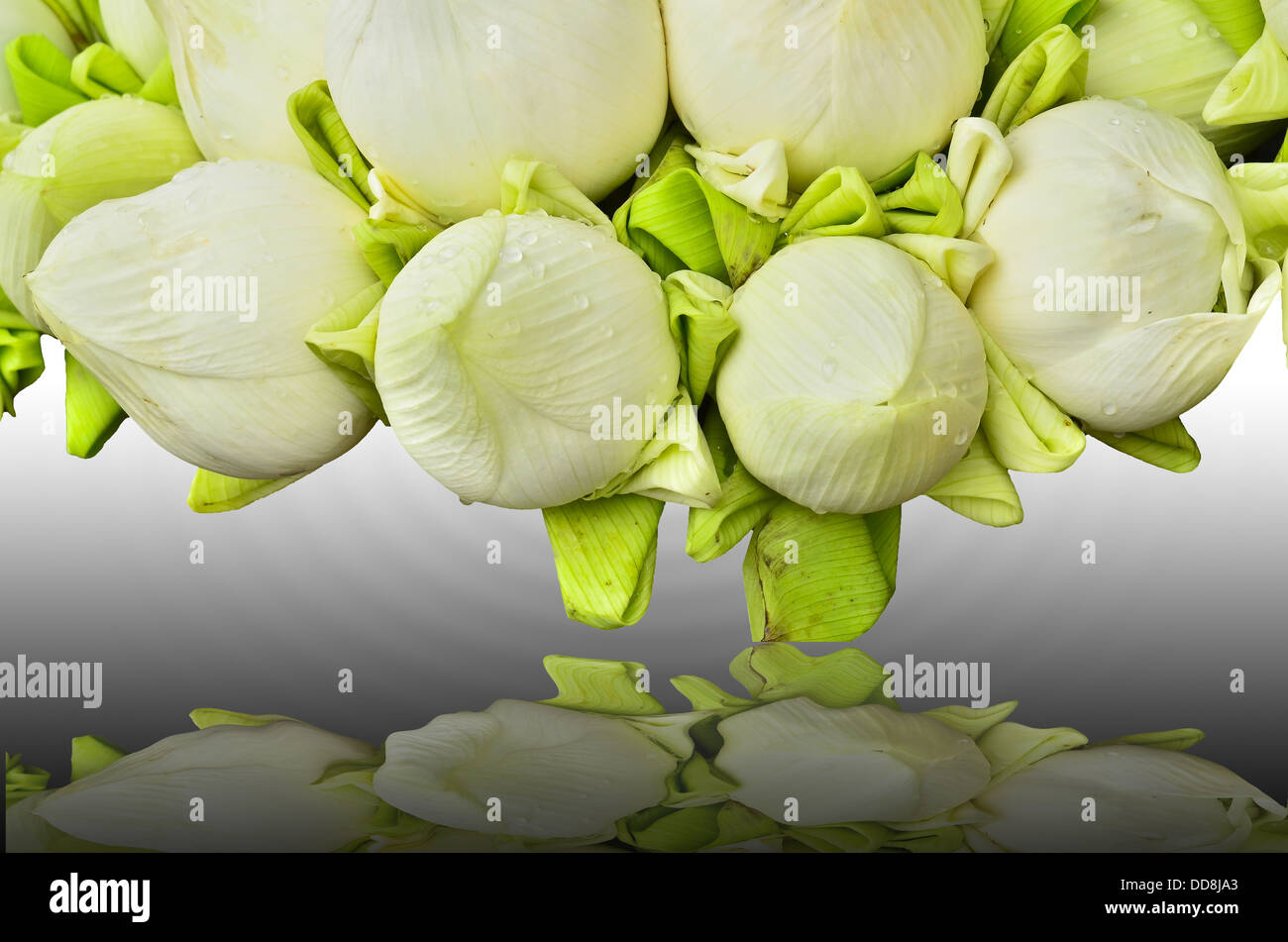 Fresh lotus bud bouquet e di riflessione Foto Stock