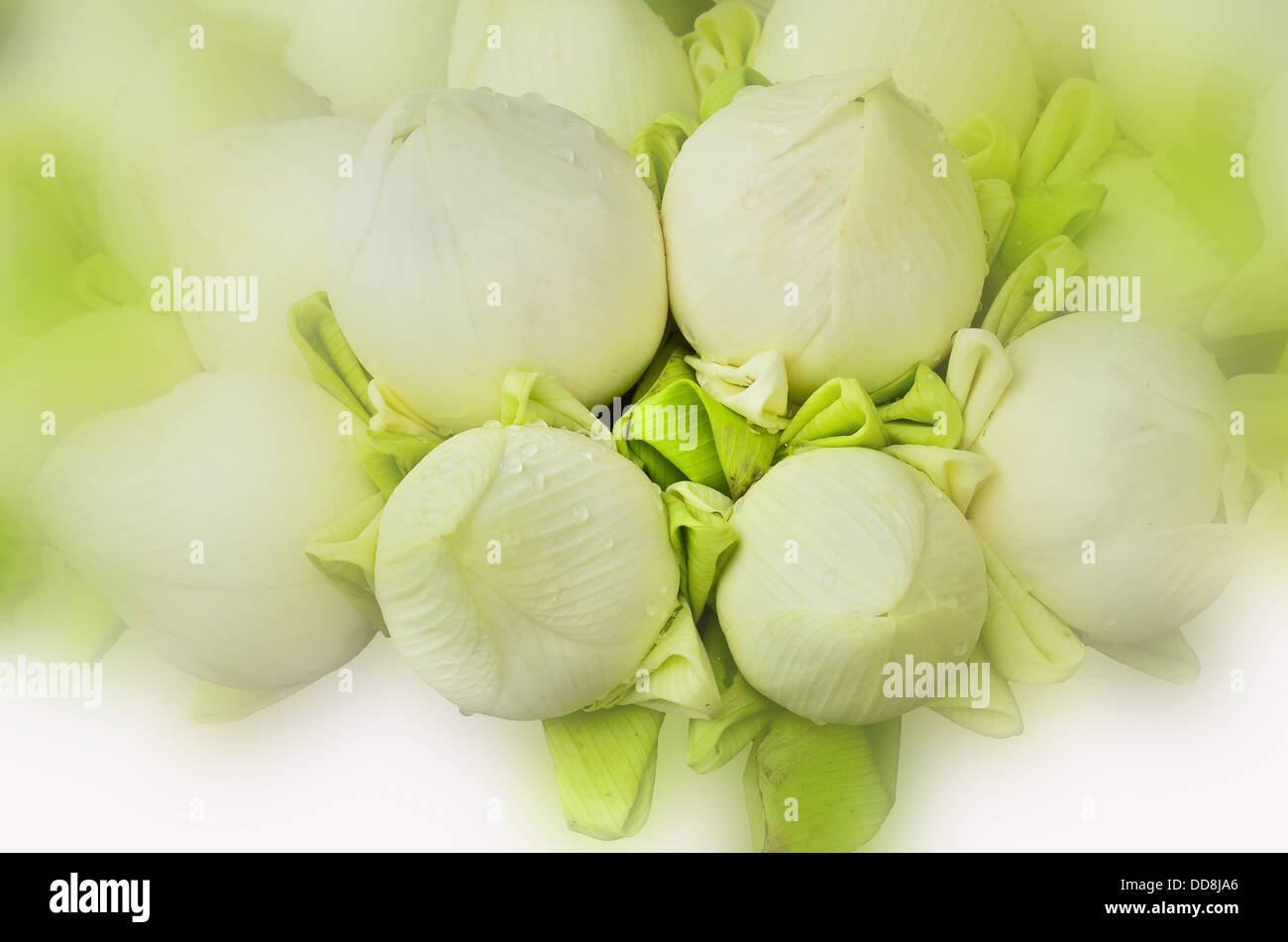 Fresh lotus bud bouquet sulla luce bianca Foto Stock