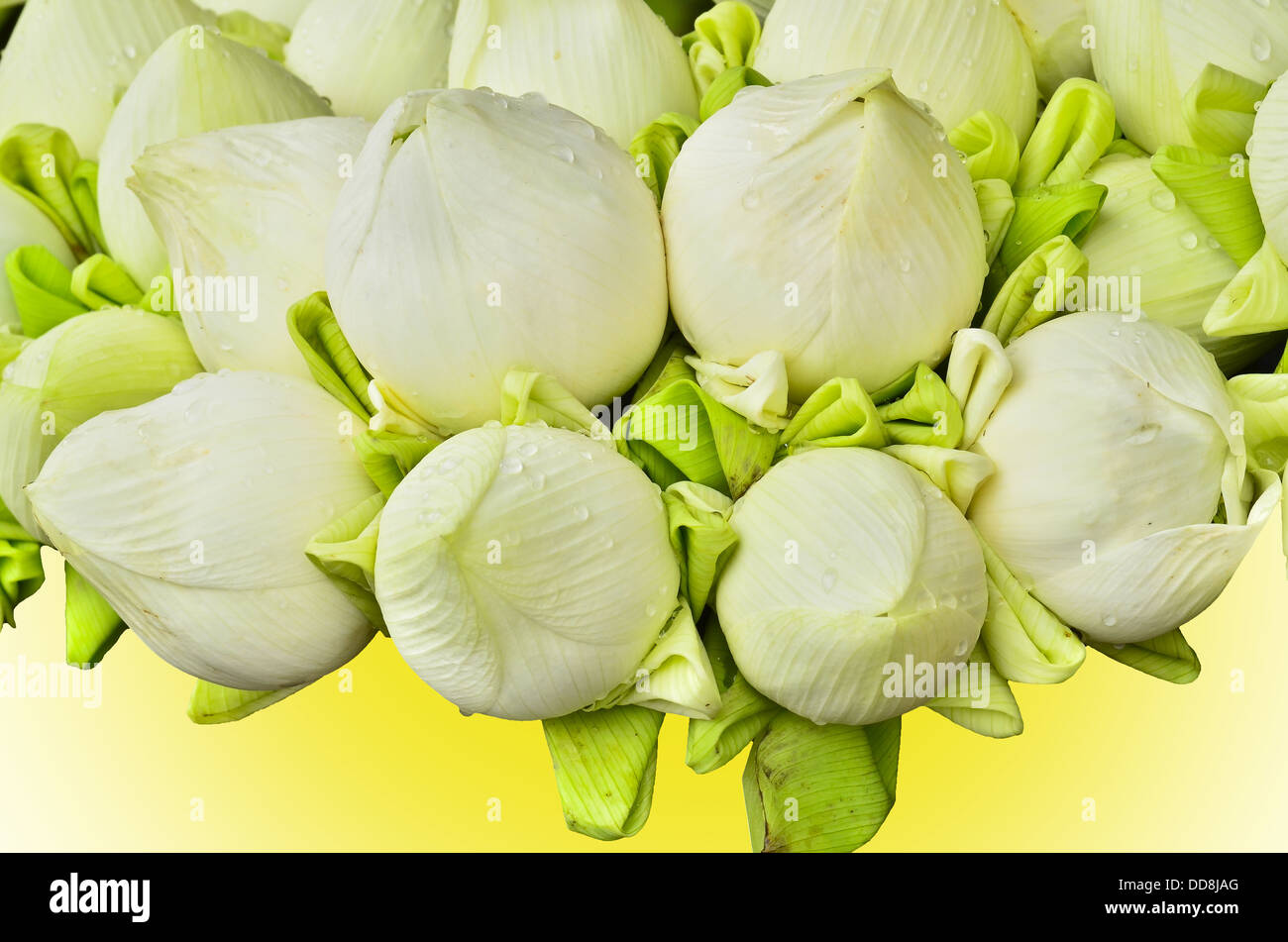 Fresh lotus bud bouquet su sfondo giallo Foto Stock