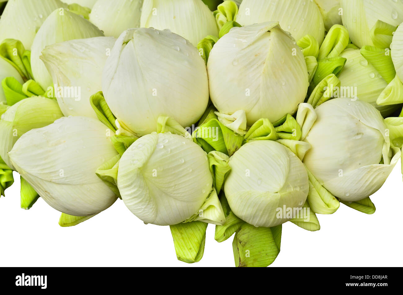 Fresh lotus bud bouquet Foto Stock