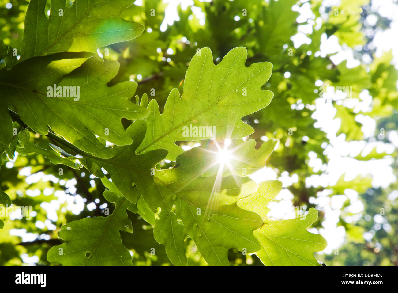 La luce diretta del sole della svasatura attraverso le foglie di un albero di quercia Foto Stock