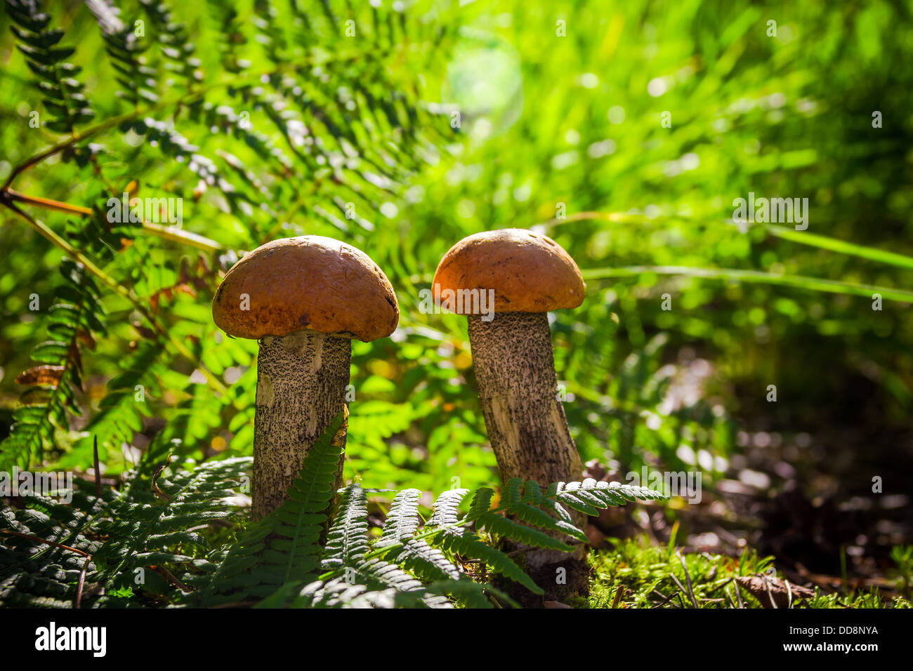 Fungo caduta nella foresta sul prato di Sun Foto Stock