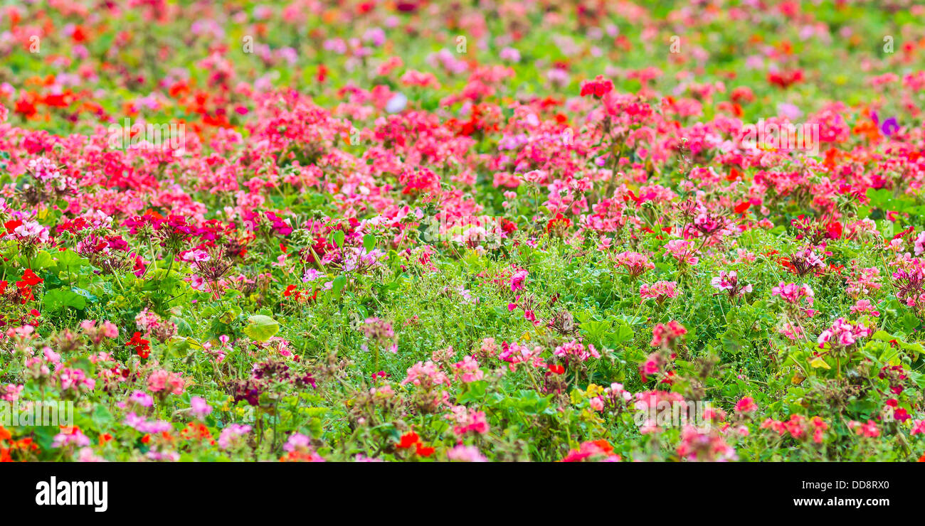 Aiuola Panorama. Vista panoramica di un aiuola di estate piena di rosso e fiori di colore rosa e verde erba. Foto Stock