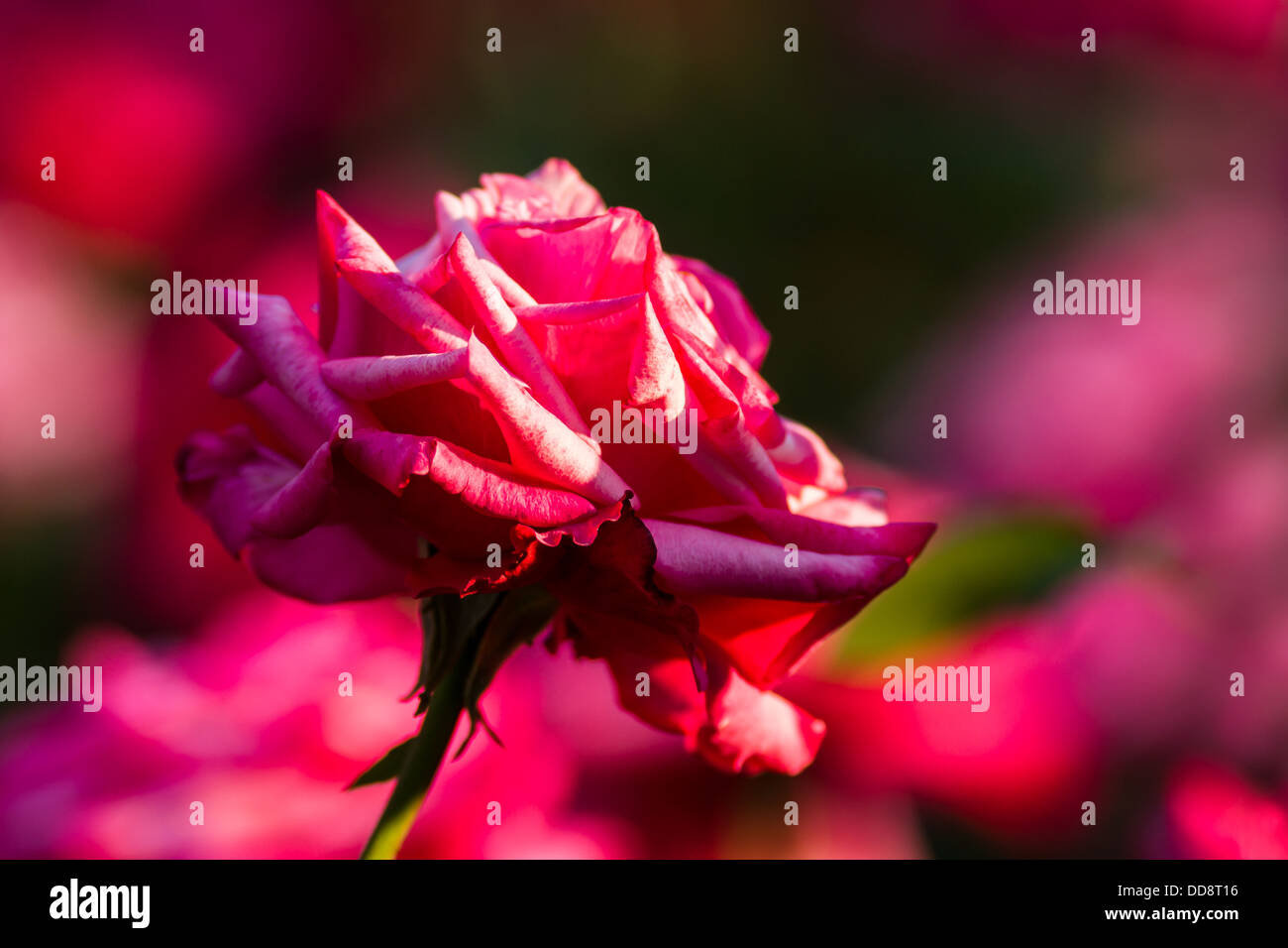 Appena la rosa. Primo piano di una rosa rosa fiore contro sfocata rosa, rosso e sfondo verde Foto Stock