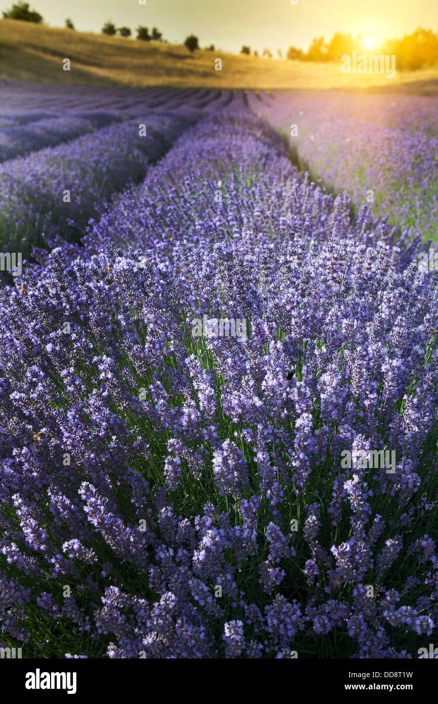 In prossimità delle coltivazioni di lavanda in campo Foto Stock