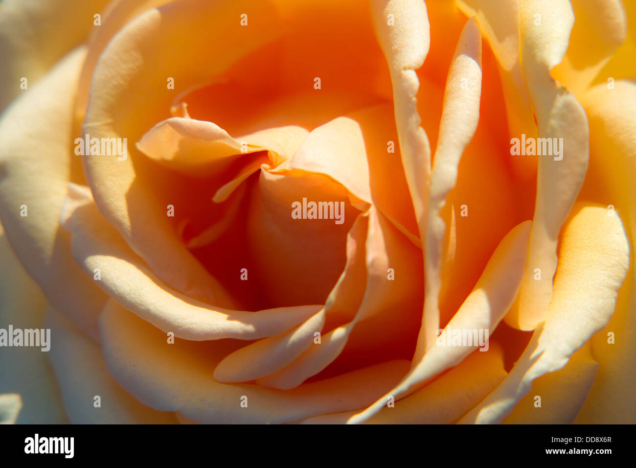 Saluti dal Texas. Primo piano di una rosa gialla fiore Foto Stock