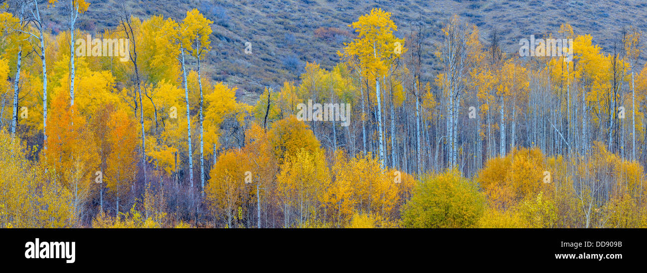 Panorama. Aspens. Winthrop. Western Washington. Foto Stock