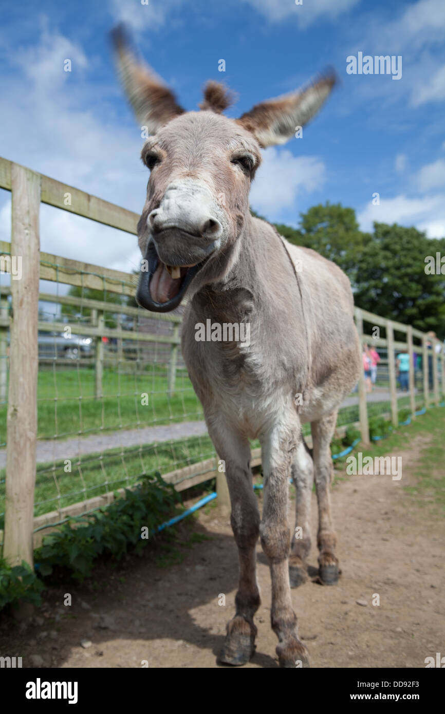 Un asino / mulo con un dente neighing e aprire la bocca ampia e scuotendo la testa in un divertente / divertente. Foto Stock