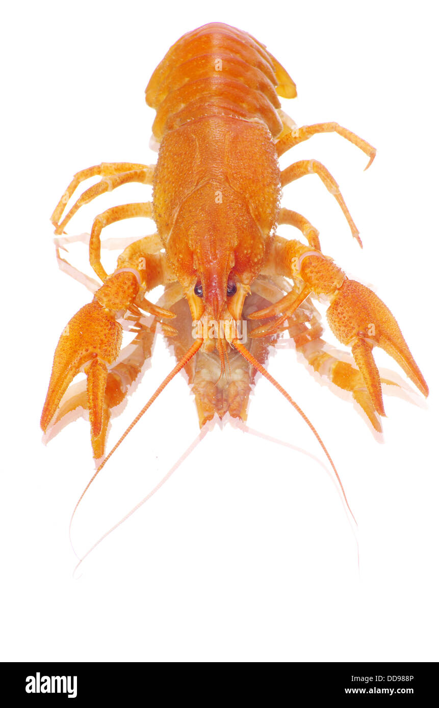 gamberi di fiume Foto Stock